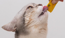 MOISTY CREAM GATO x 5 sticks (POLLO)